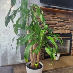 indoor plant Dracaena massangeana
