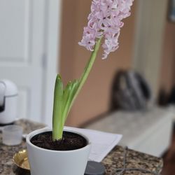 Beautiful Hyacynth Indoor/Outdoor Plants