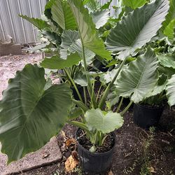 Alocacia California in 3 gls pot. SPECIAL PRICE 🤩