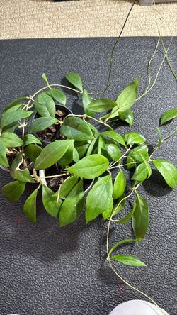 Hoya erythrostoma