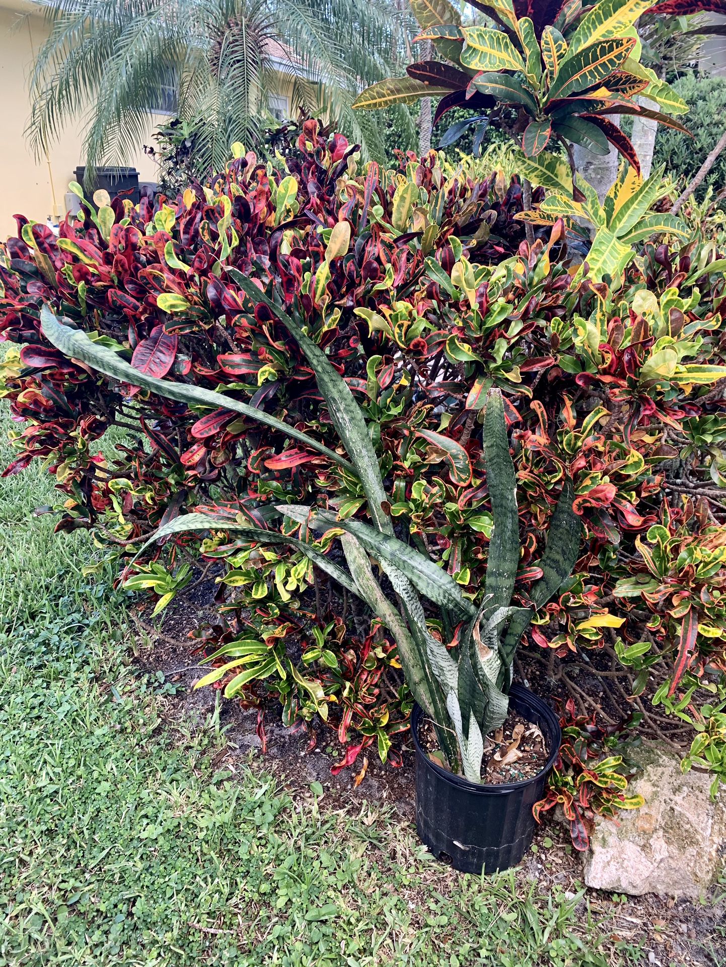 Snake plant needs to be planted in the ground