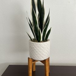 Fake Snake Plant 