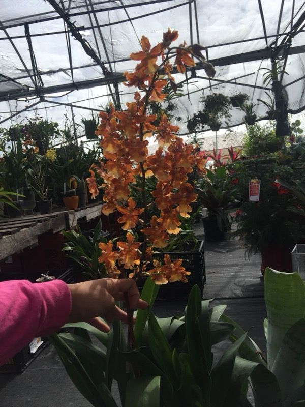 Orchid