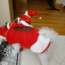 Pet Coat Medium Size