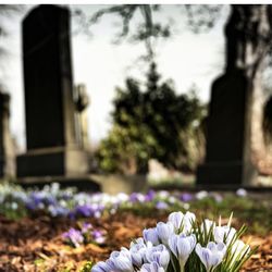 2 Cemetery Plots - Ridgewood NY