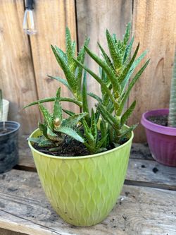 Tigertooth Aloe
