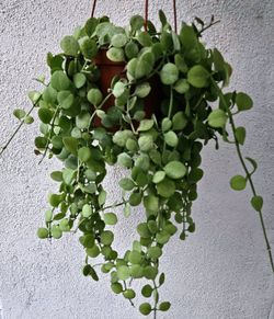 Dischidia String Of Nickels