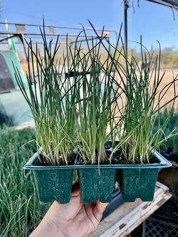 Onions Plant’s $7.00 each six pack / Plantas de Cebollas $7.00 el paquetito