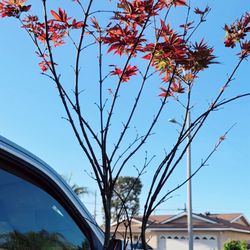 Japanese Bloodgood Maple 🍁 Tree