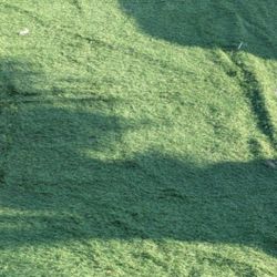Synthetic Grass