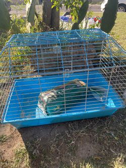 Guinea Pig Cage