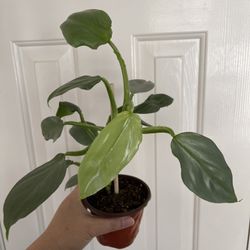 Beautiful Philodendron Silver Sword Plant
