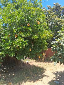 Fresh Grapefruit you pick