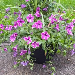 Petunia Flower Pot