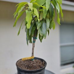 Juicy Peach Grafted Mango 3 Gallon
