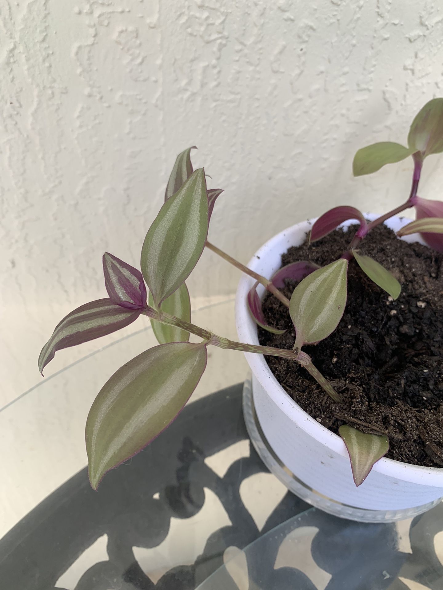 Tradescantia Plant