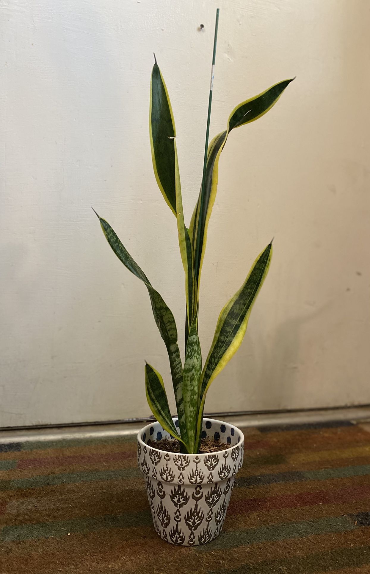 Indoor Mother-in-Law Or Snake Plant