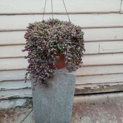 String  of Ruby
