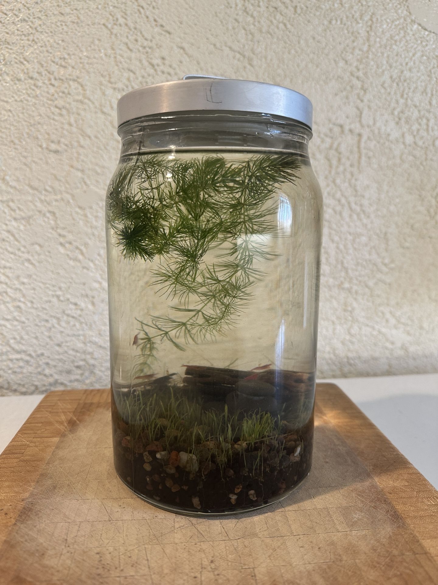 Desktop Jarrarium – Cherry Shrimp Decorations + Plants + Cholla Wood