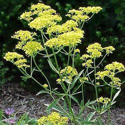 Patrinia Perennial Plants 