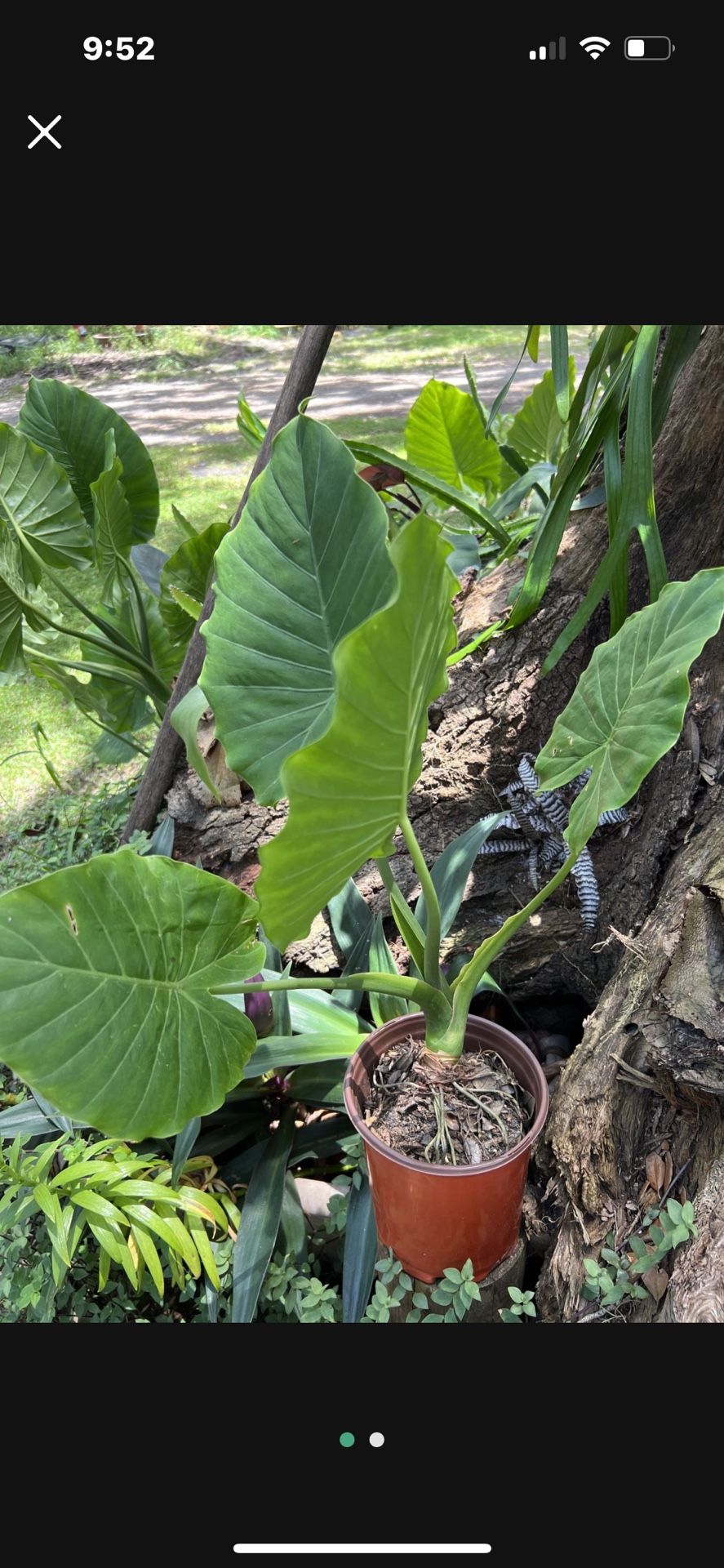 Alocasia Odora