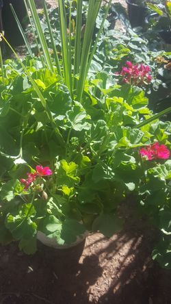 Geranium