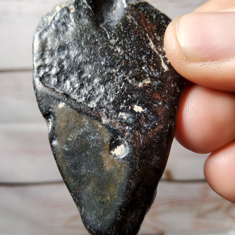 Magladon Shark Tooth Very Old