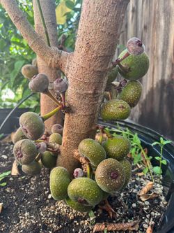 Cây Vả Huế