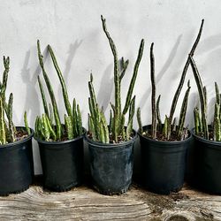 Pickle Plant Senecio (Senecio stapeliiformis)