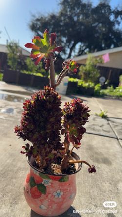 Aeonium