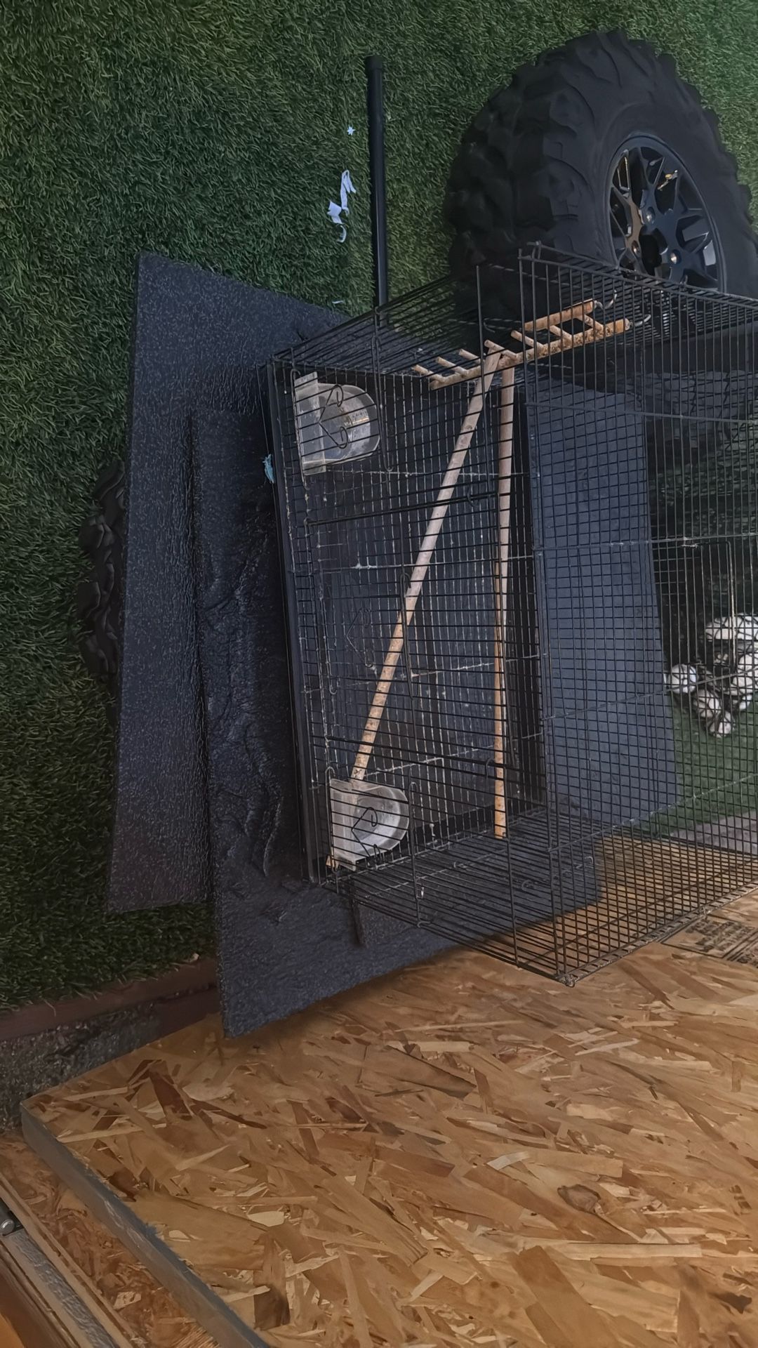 Bird Cage