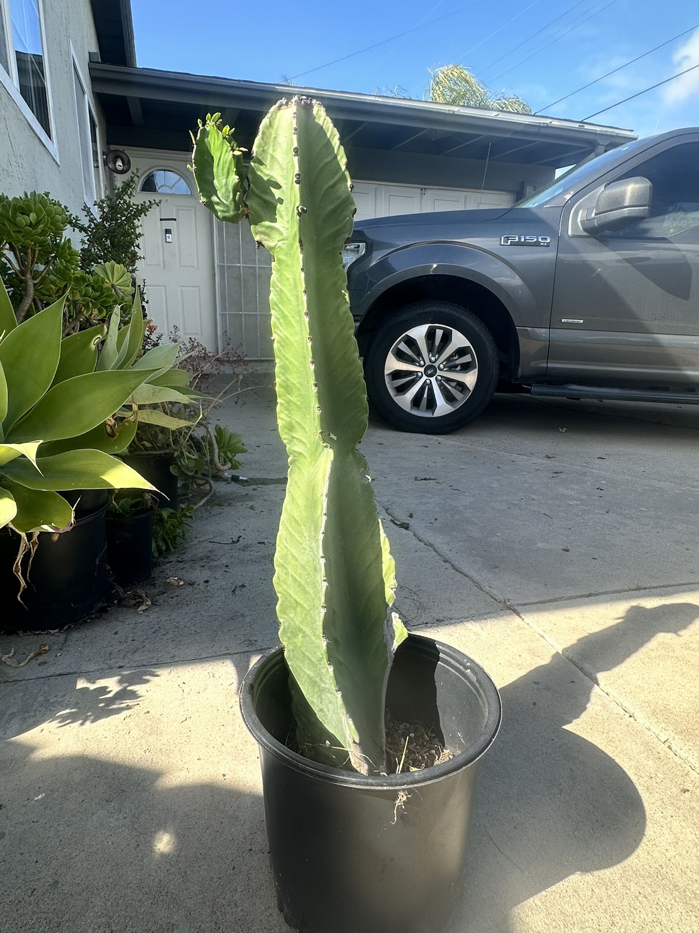 Euphorbia ingens