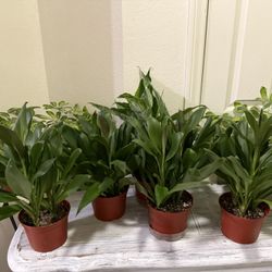 🌿Green Ti Plant is a natural stress reliever🙏PLS READ DESCRIPTION