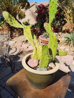 Strong Green cactus in green pot