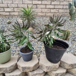 Devil's Backbone Succulent Plants