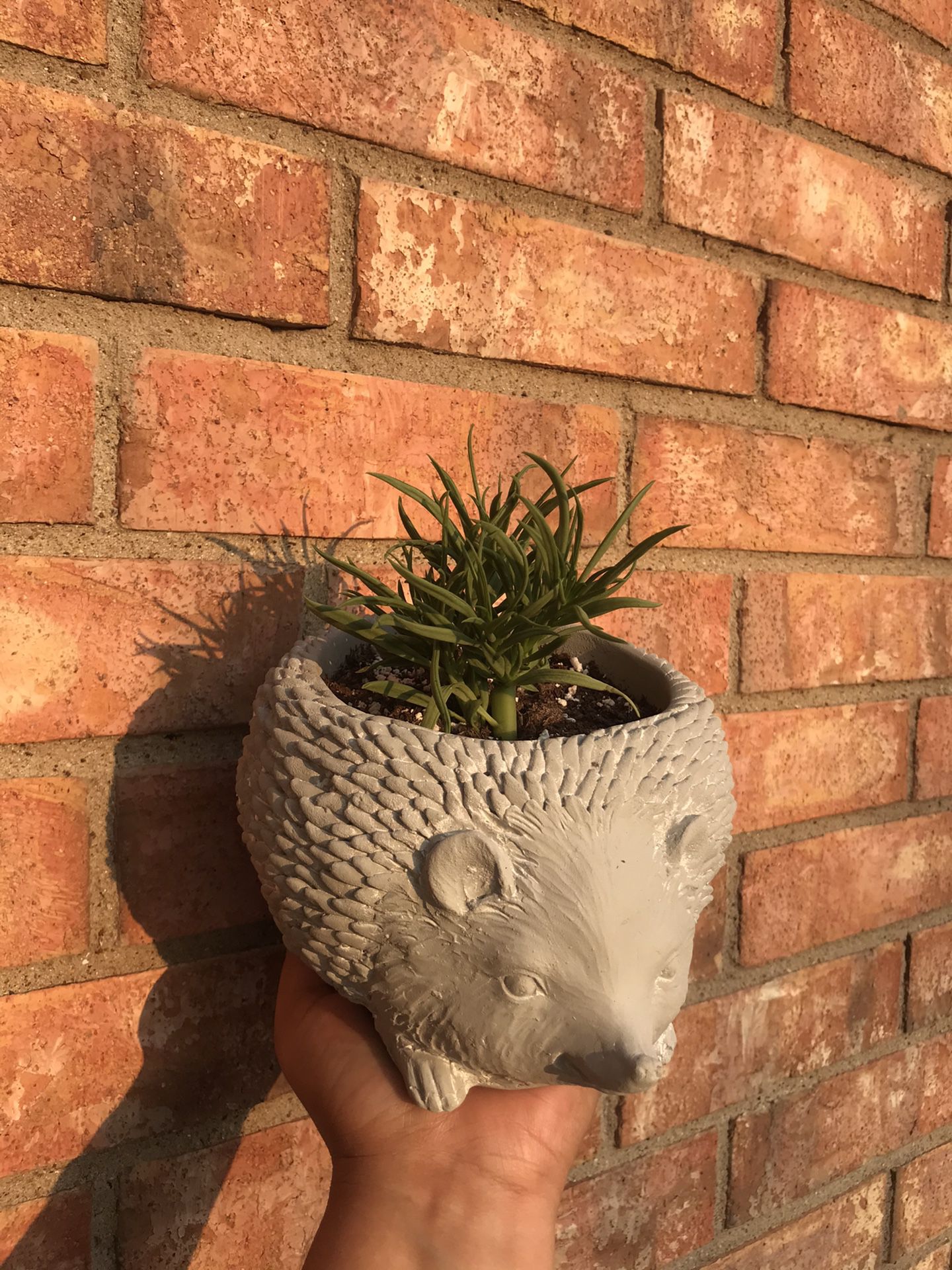 pincushion peperomia plant in heavy hedgehog planter pot