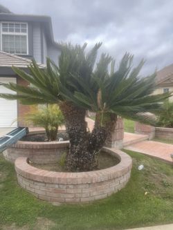 Sago Palm