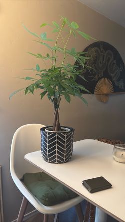 Plant Pot / Vase PLANT NOT INCLUDED