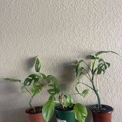 Mini monstera Plant 