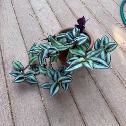 Plant