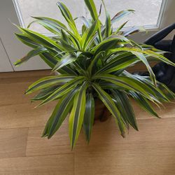Live Dracaena Plant in Bamboo Wood Planter