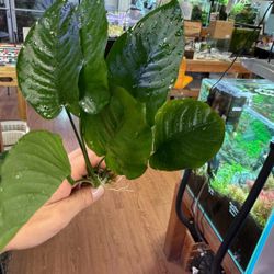 XL Anubias Aquatic Plant - Epipyte Aquarium Plant For Aquascape Planted Fish Tank