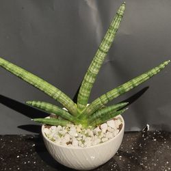 Starfish Snake Plant In Ceramic Pot