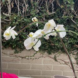 Large White Orchid Originally $125.00  With Two Stems