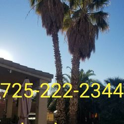 Palm Tree Trimming 