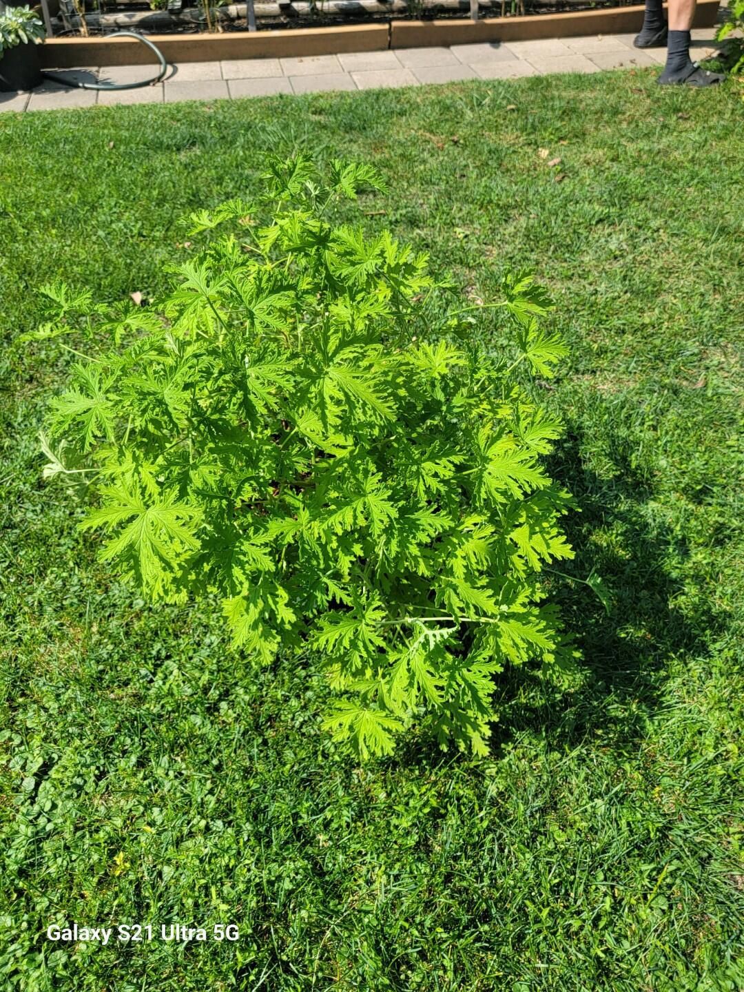 Citronella Mosquito Plant