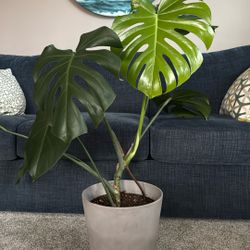 Monstera Plant 