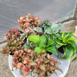 Plants 4 " Pot $4 Each