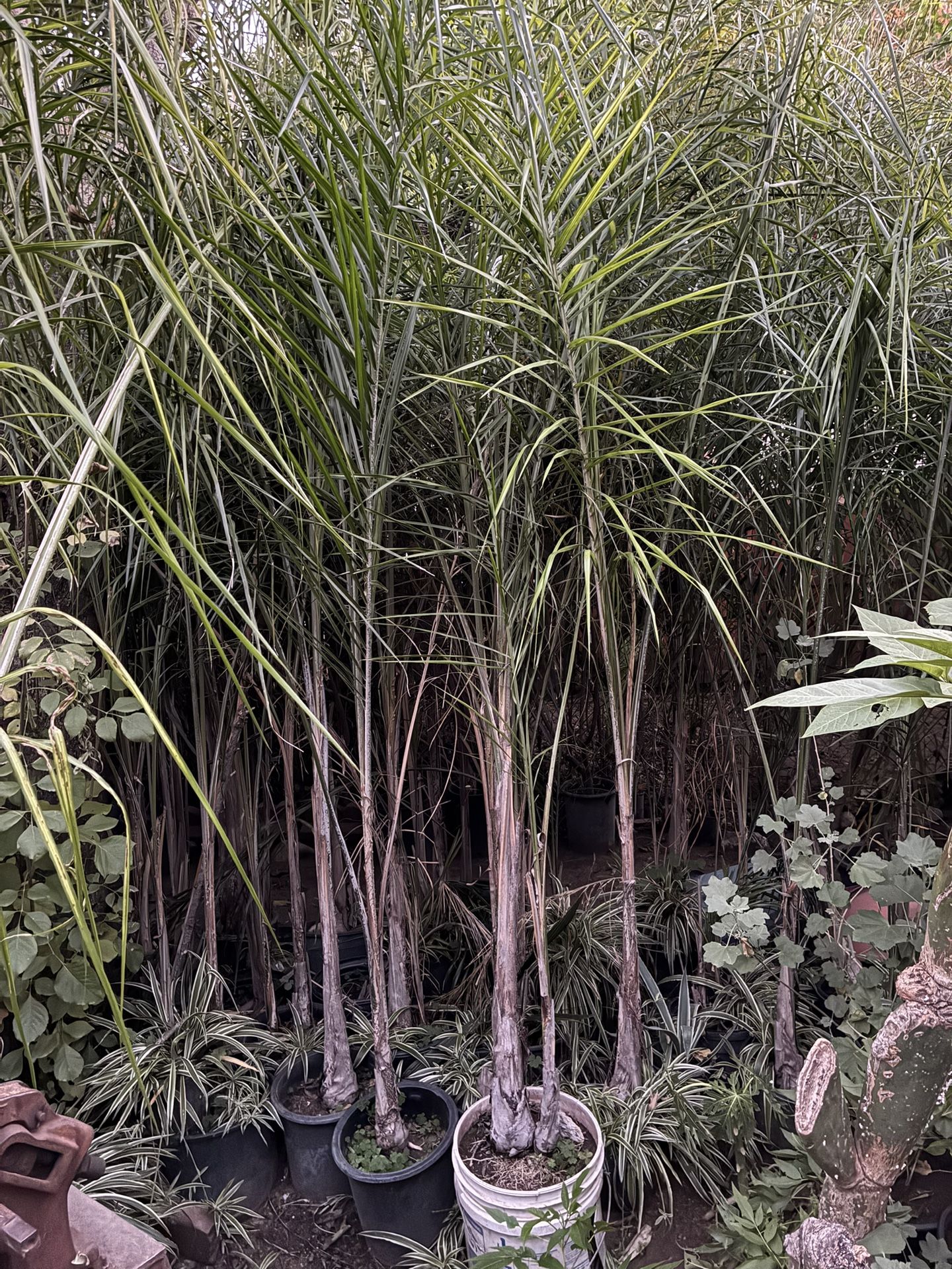 Queen Palm Trees 🌴