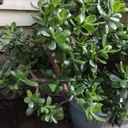 Jade Plant Planta De Jade Muy Saludable 